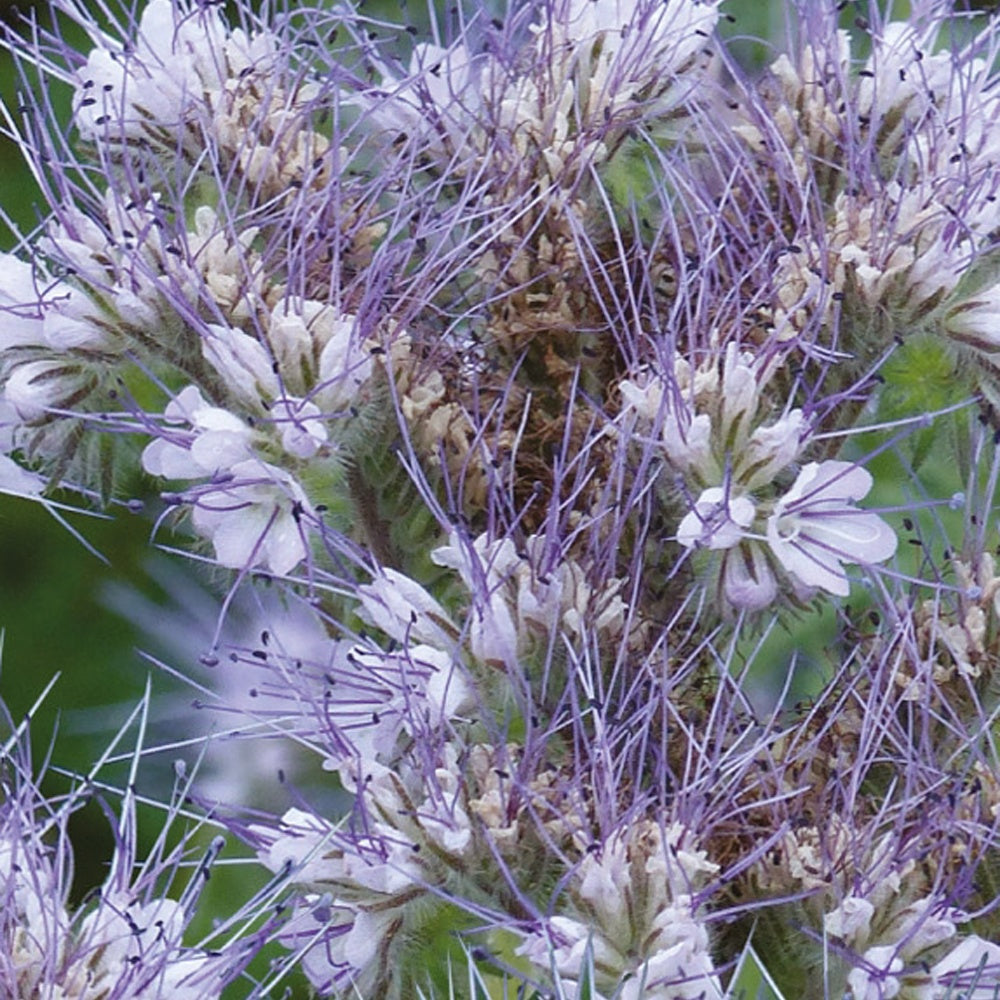 Phacélie Bio - Phacelia tanacetifolia - Potager