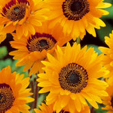 Arctotis fastueux Prince of Orange - Willemse