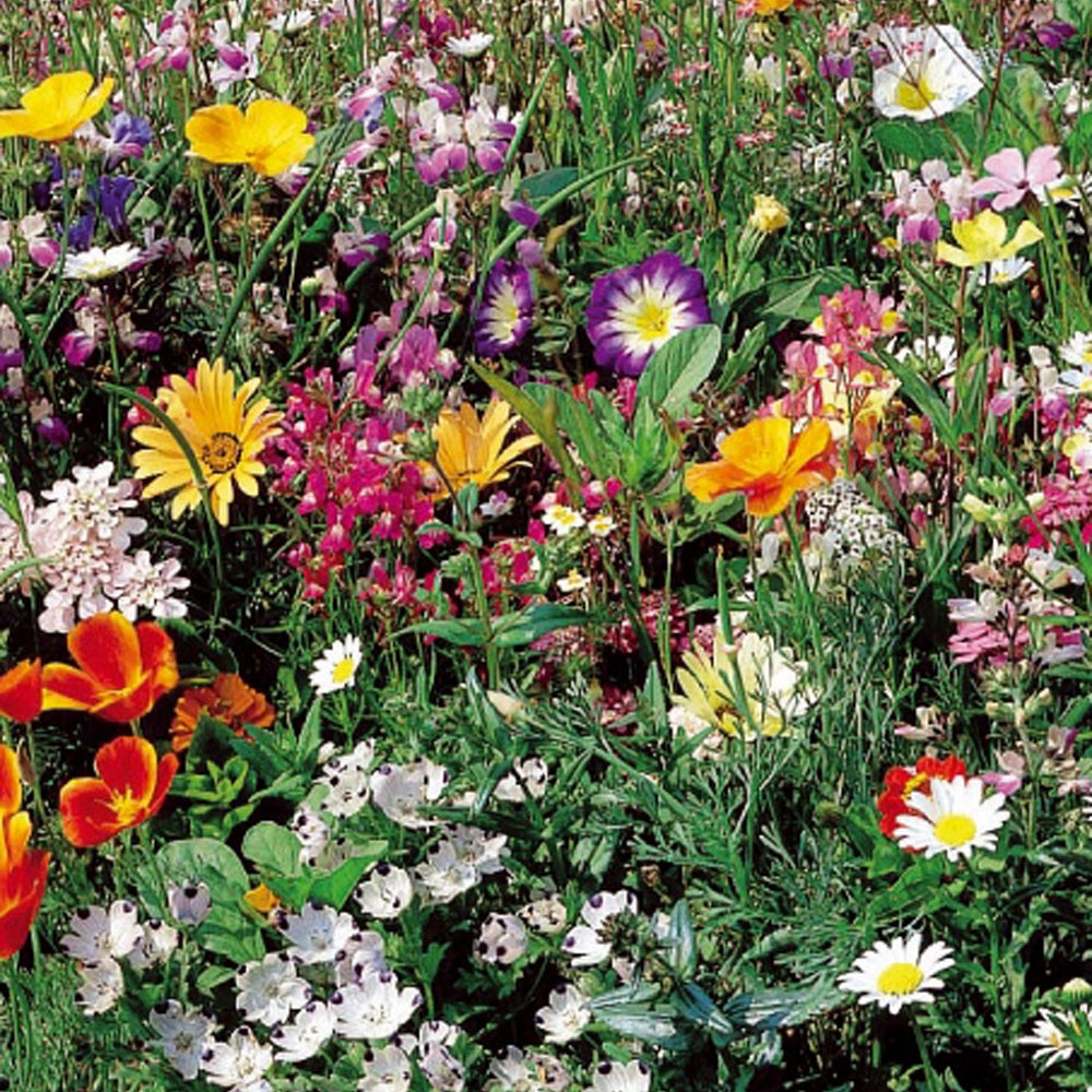 Graines de gazon japonais annuel en mélange - 6 m² - Willemse