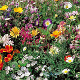 Graines de gazon japonais annuel en mélange - 6 m² - Willemse
