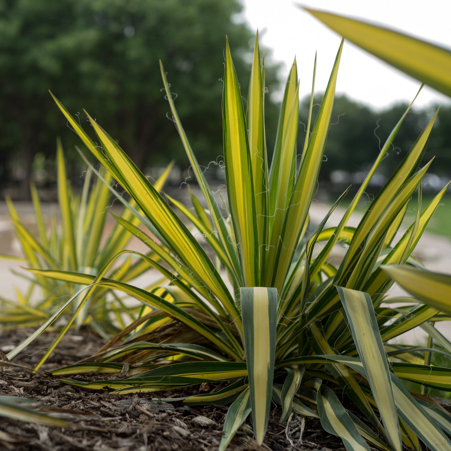 Yucca fillamentosa Colour Guard - Willemse