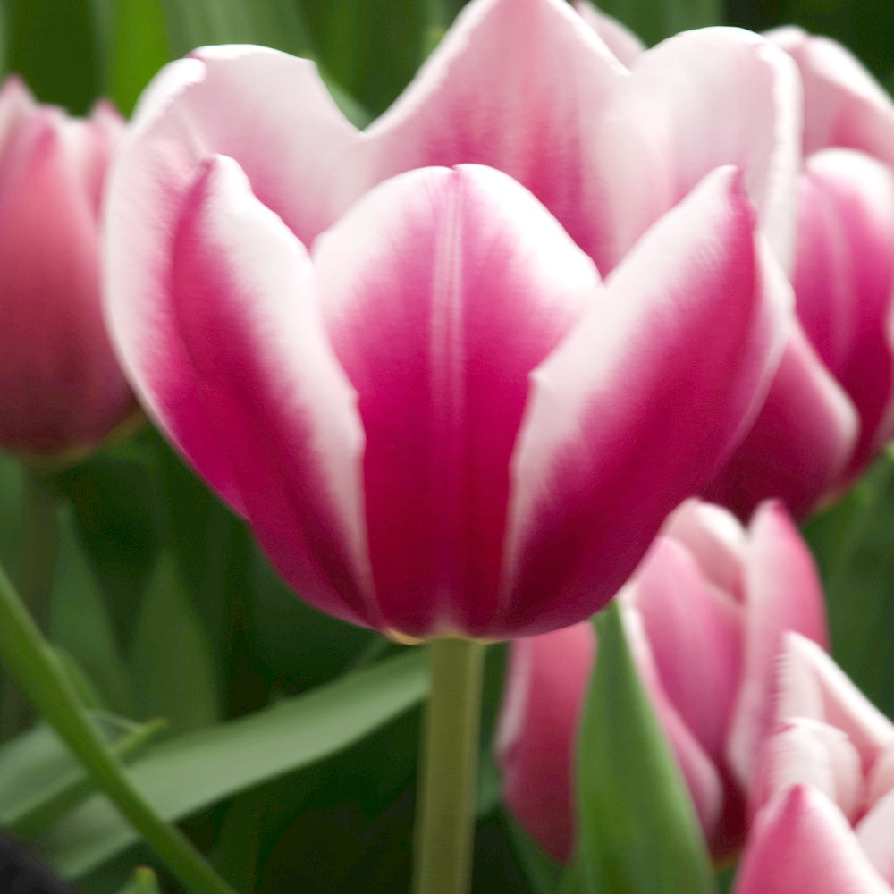 10 Tulipes Triomphe Synaeda blue - Tulipa Synaeda Blue - Willemse