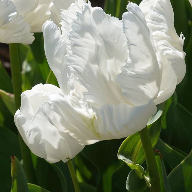 7 Tulipes perroquet White Parrot - Willemse
