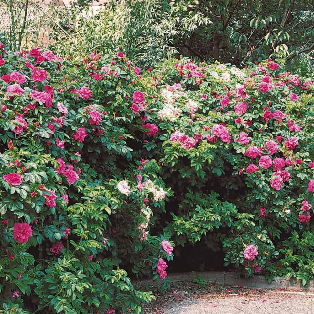 Rosier rugueux rose foncé - Rosa rugosa rubra - Plantes