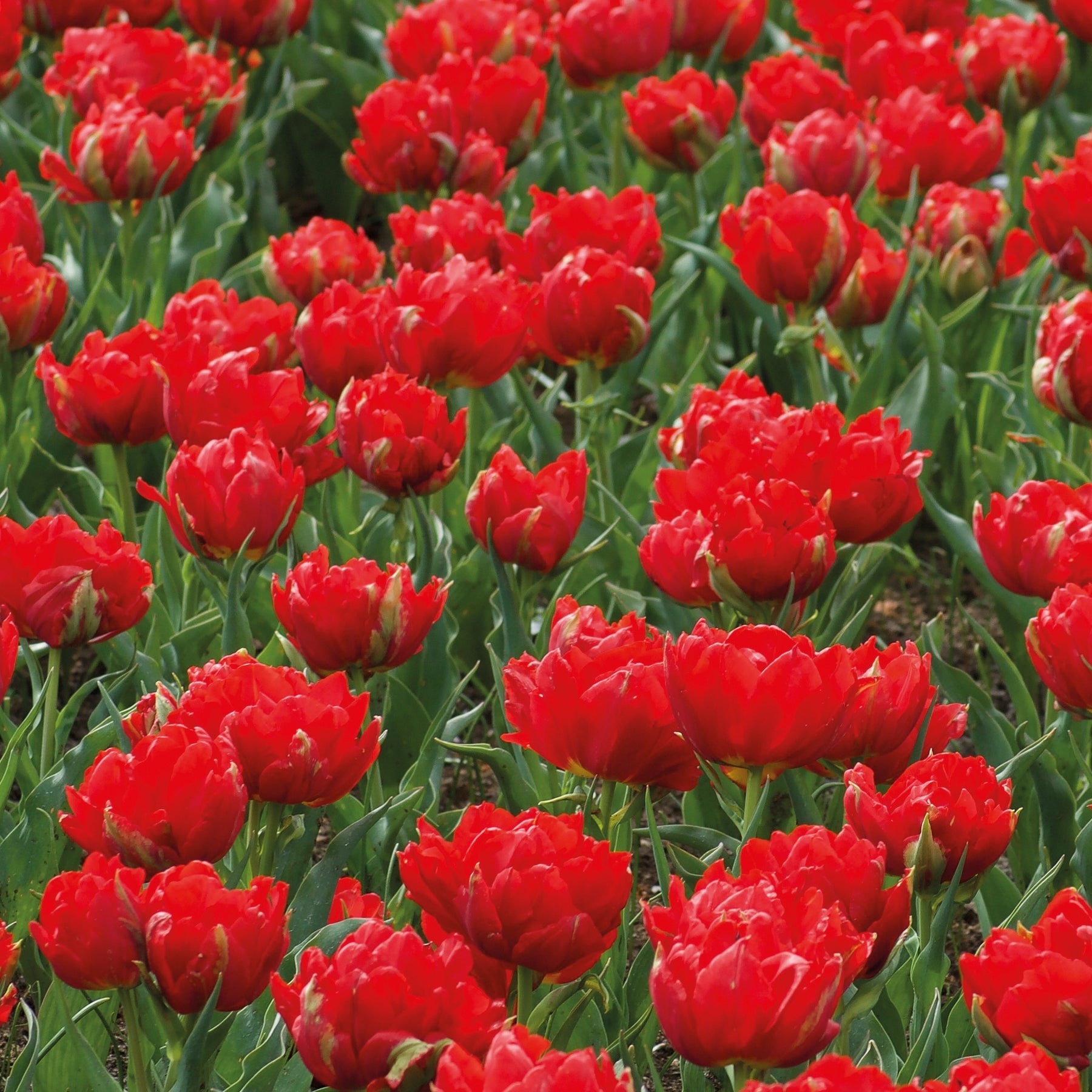 7 Tulipes doubles rouges Abba - Willemse