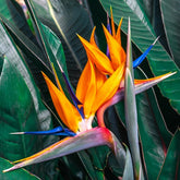 Oiseau du paradis Strelitzia - Willemse