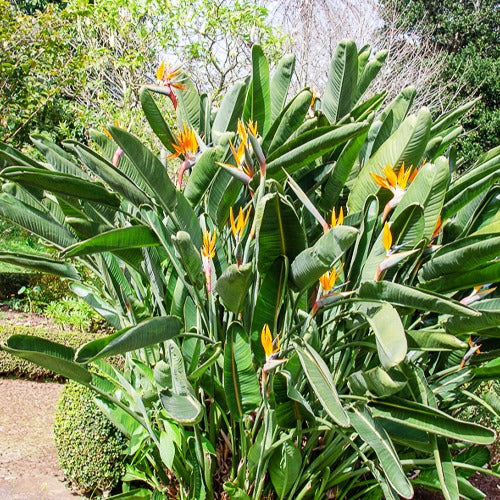 Vente Oiseau du paradis Strelitzia - Strelitzia reginae