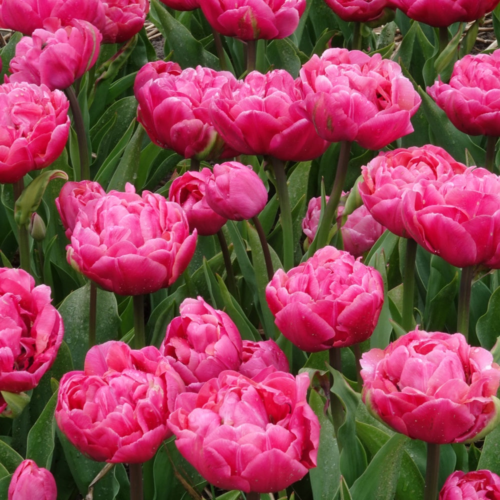 7 Tulipes doubles Amazing Grace - Tulipa 'amazing grace' - Willemse