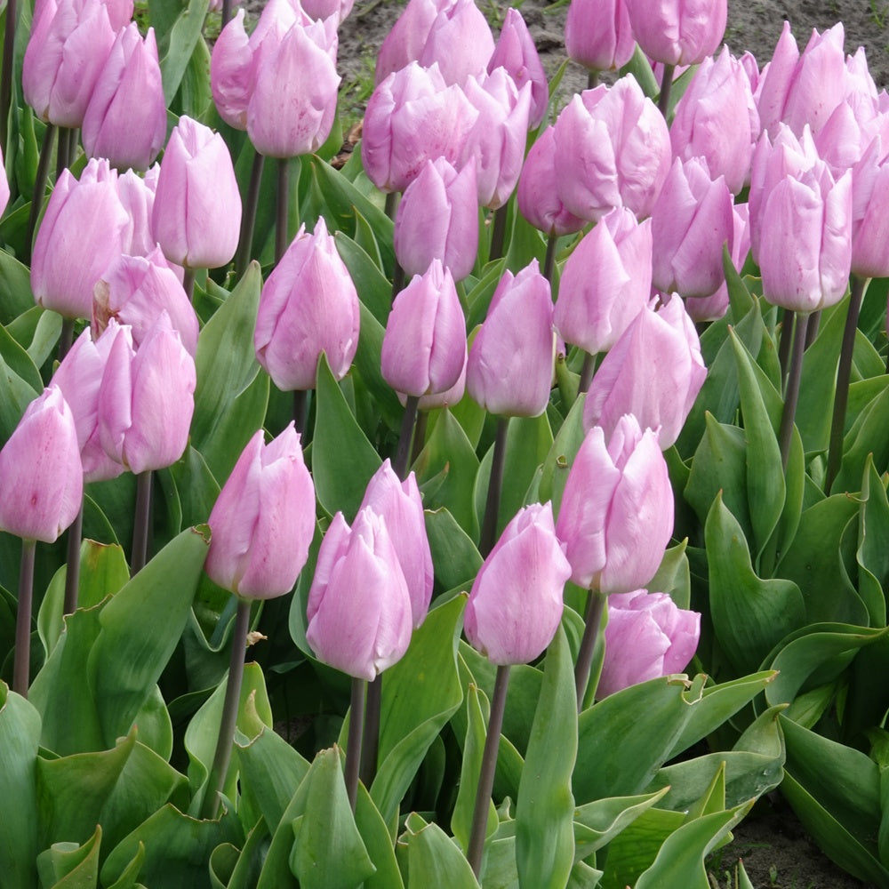 10 Tulipes Triomphe Candy Prince - Tulipa 'candy prince' - Willemse