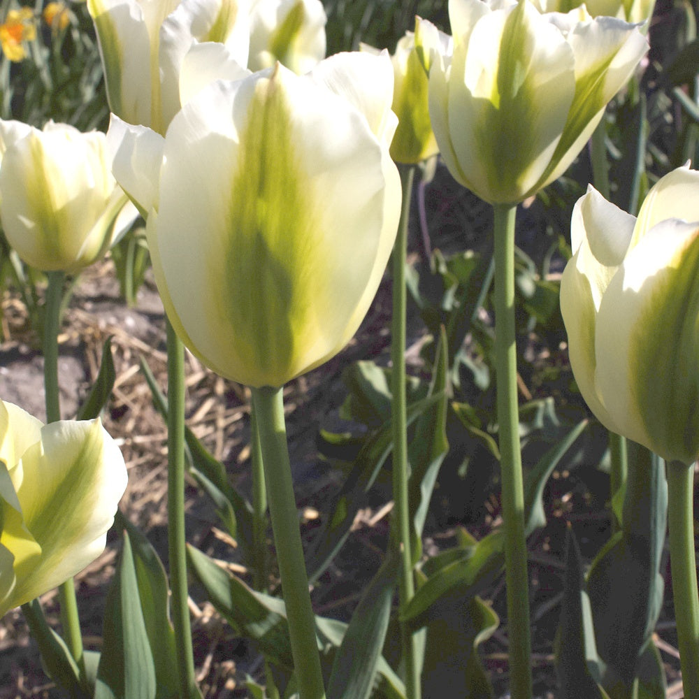 7 Tulipes Triomphe Green Spirit - Tulipa 'green spirit' - Willemse