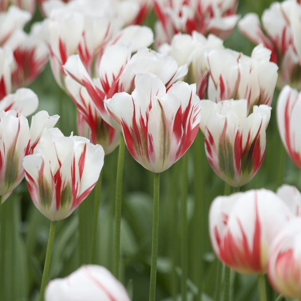 7 Tulipes Viridiflora Flaming spring green - Willemse