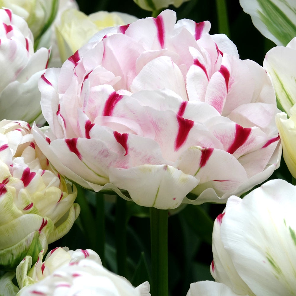 7 Tulipes double Dance line - Willemse