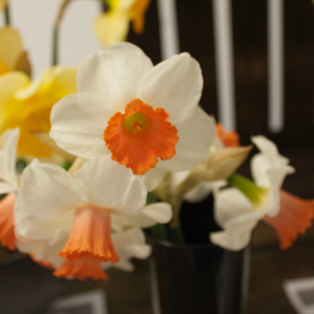 5 Narcisses Skype - Willemse
