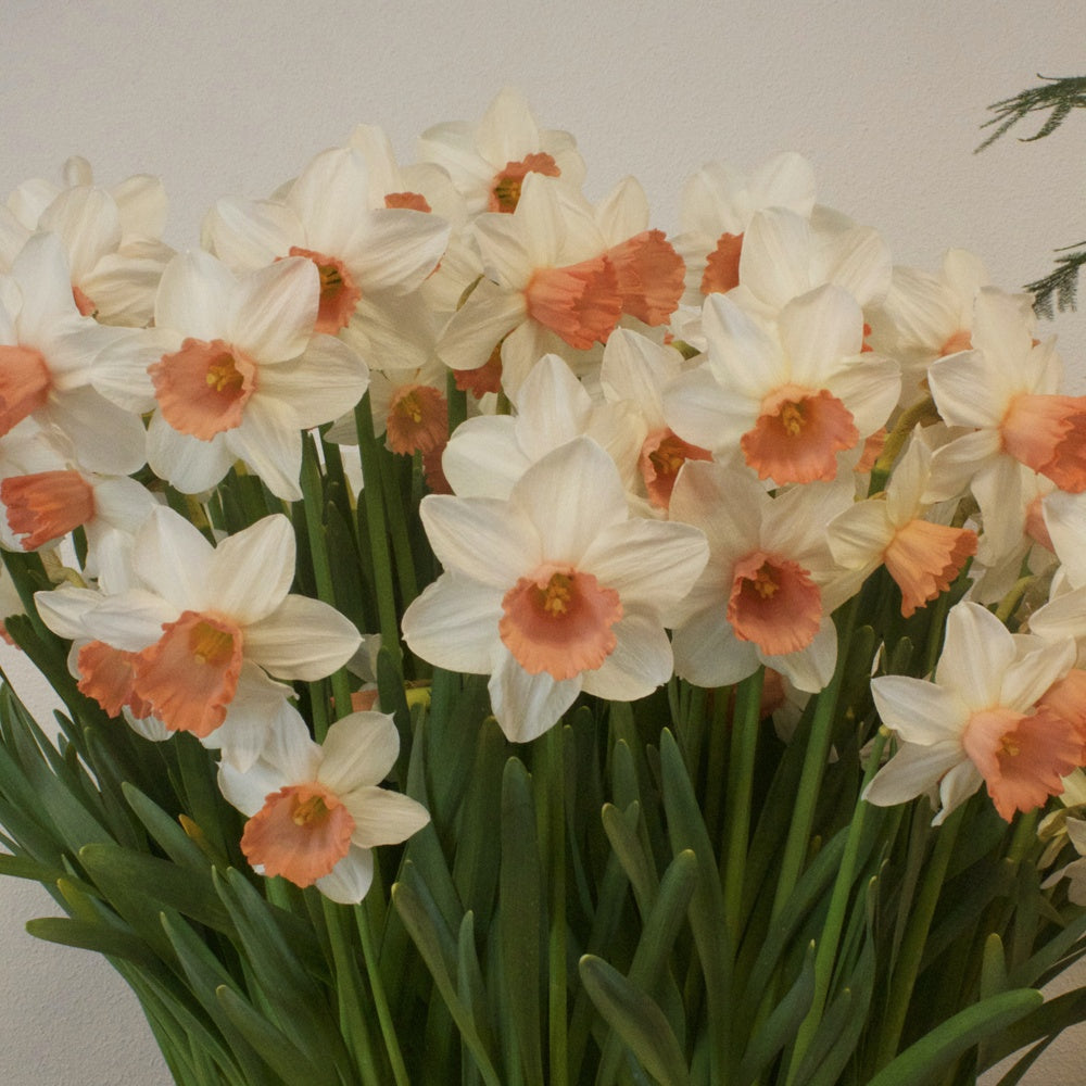 10 Narcisses Iwona - Narcissus 'iwona' - Plantes