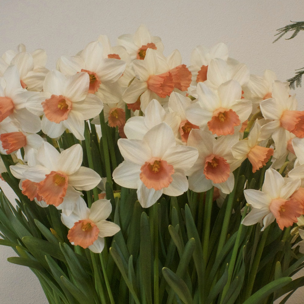 5 Narcisses Iwona - Willemse