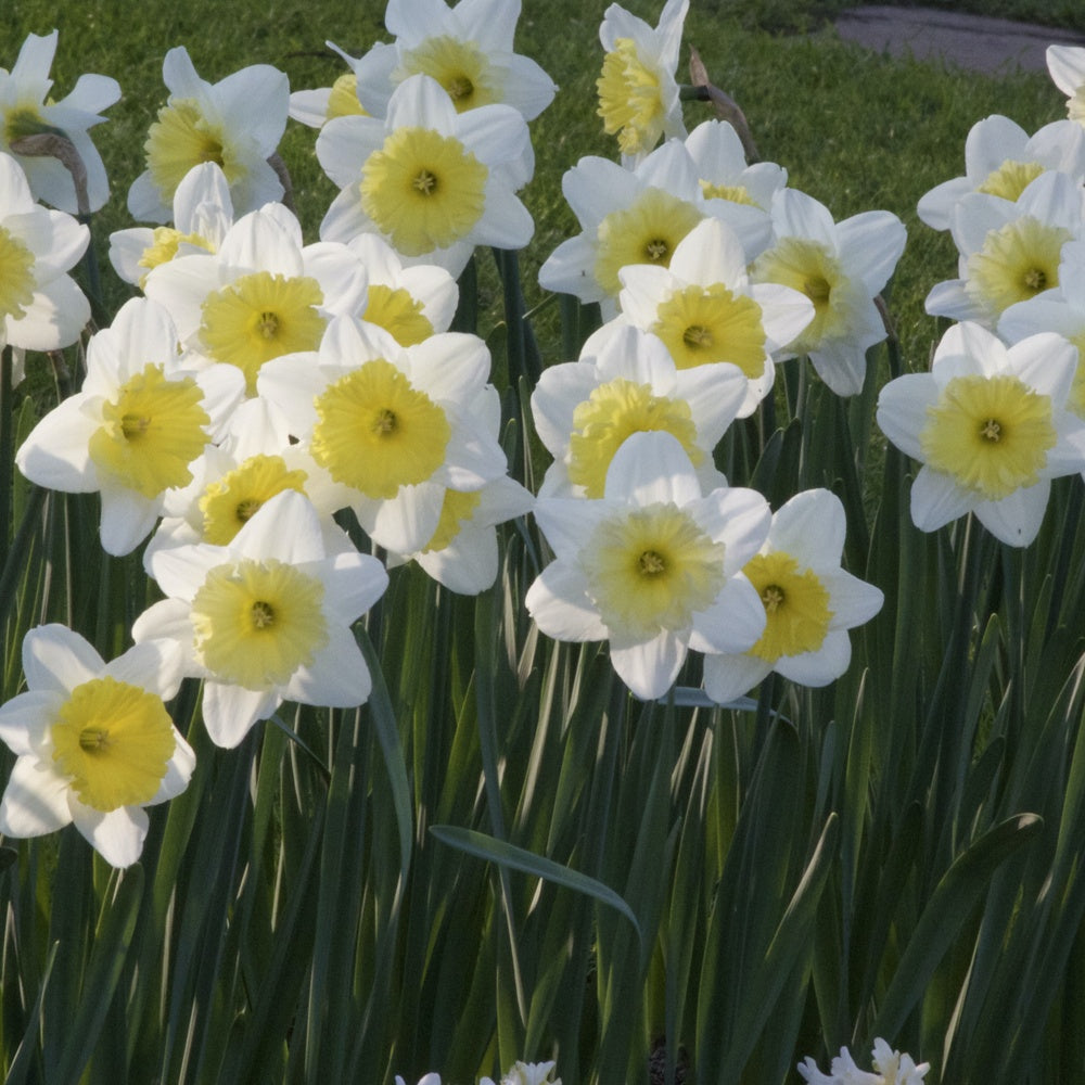 Narcissus 'ice follies' - 5 Narcisses à grande couronne Ice follies - Narcisse