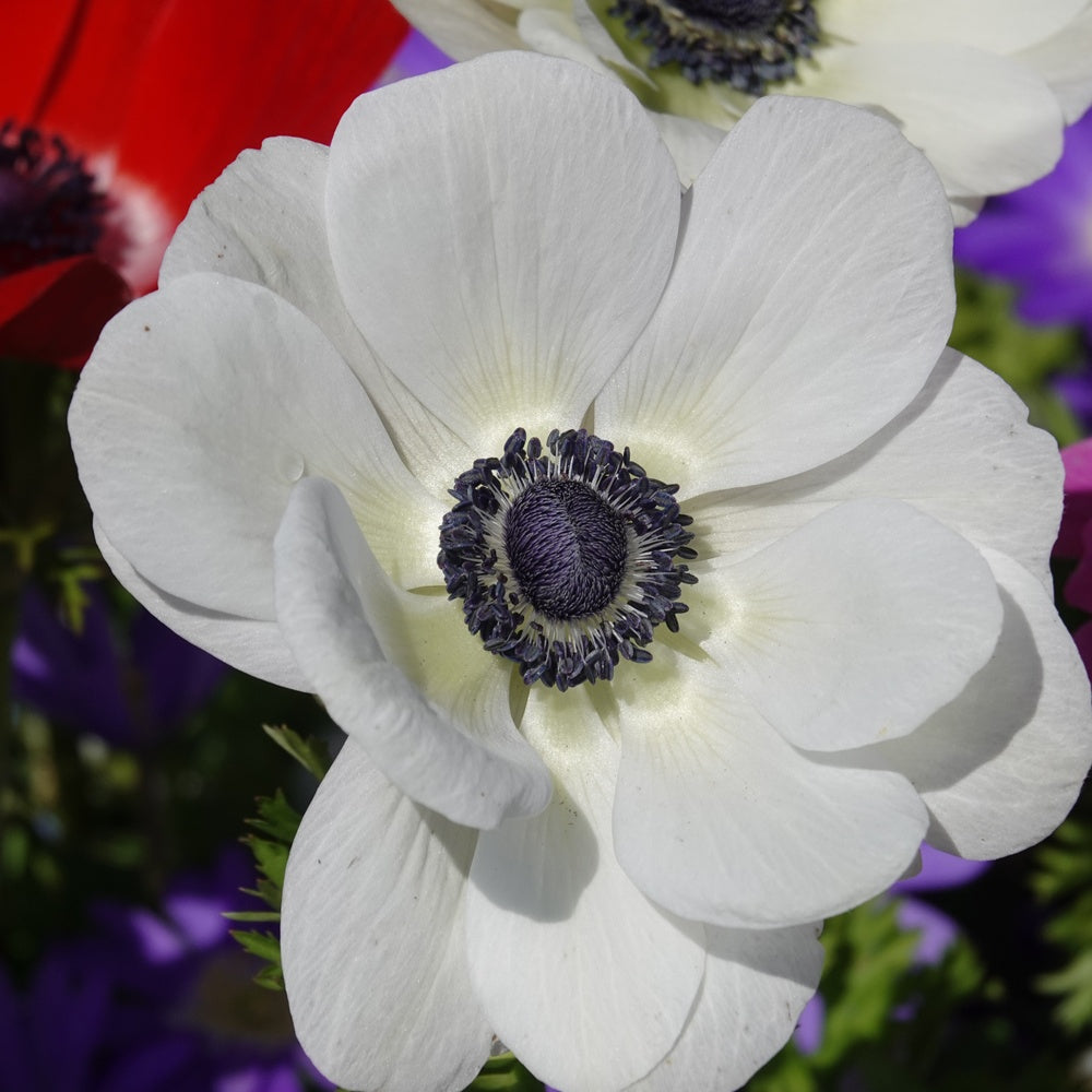 Anémones coronaria The Bride - Anemone coronaria 'the bride' - Bulbes à fleurs