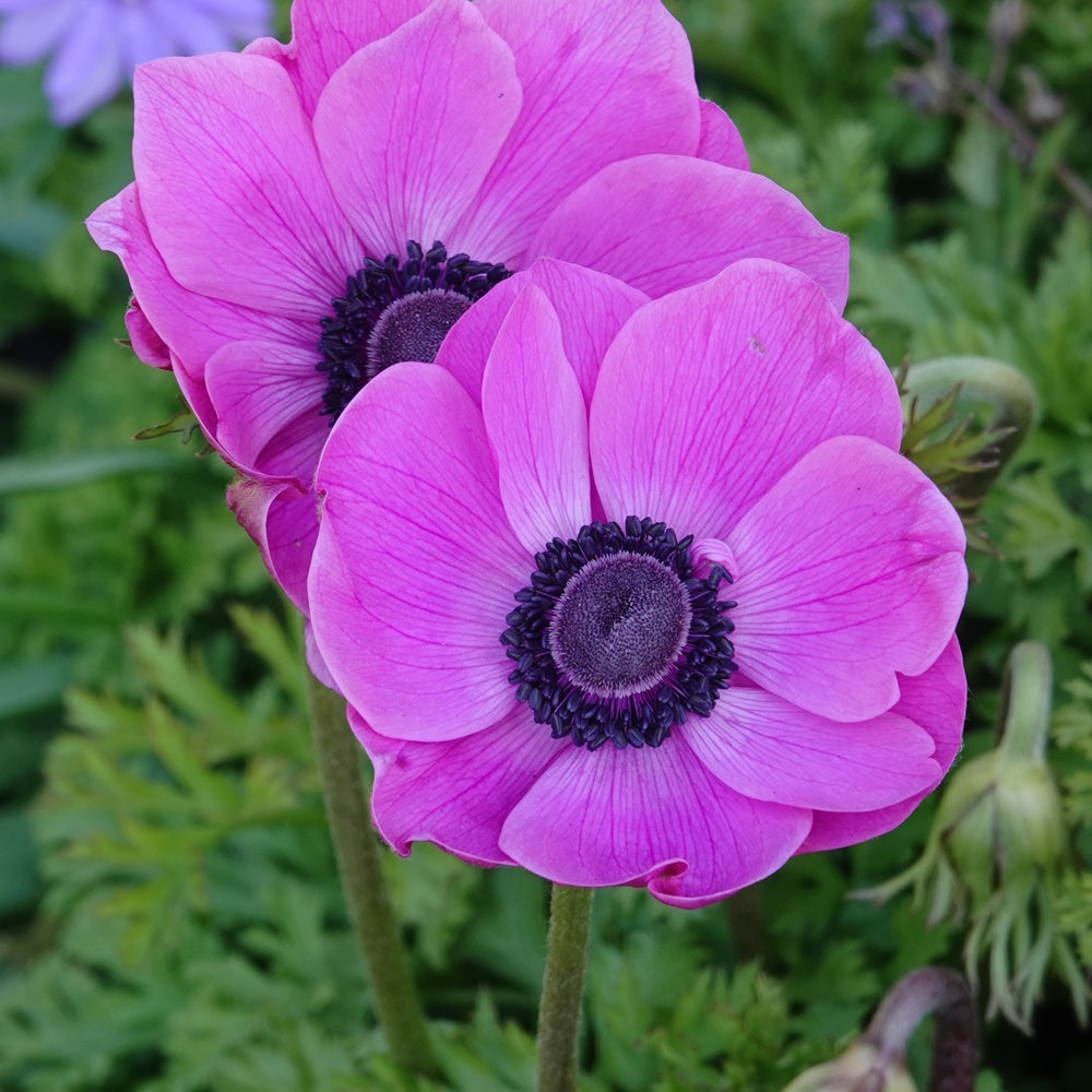 Anémones coronaria roses - Willemse