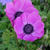 Anémones coronaria roses - Willemse