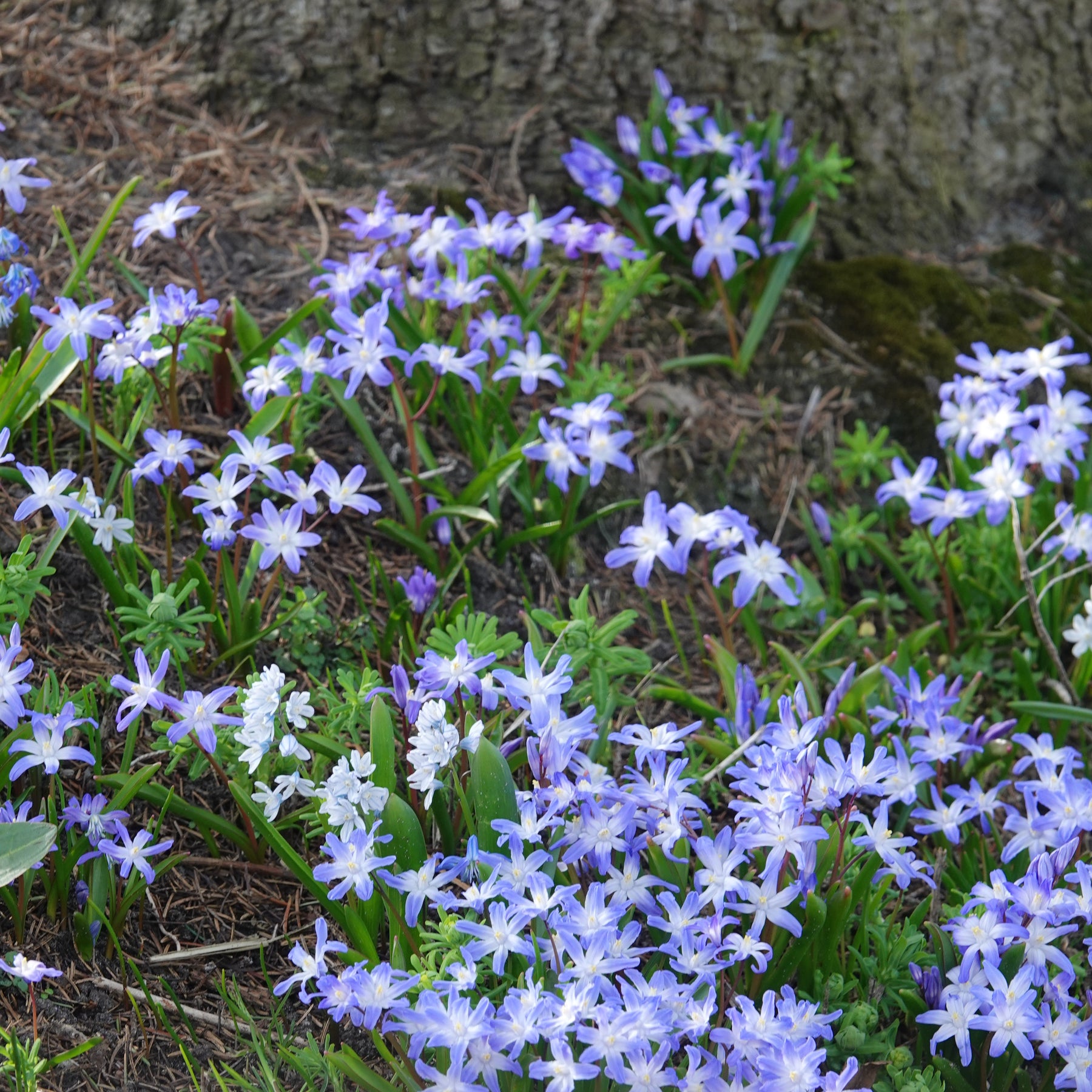 20 Gloire des Neiges 'Forbesii' - Chionodoxa 'forbesii' - Willemse