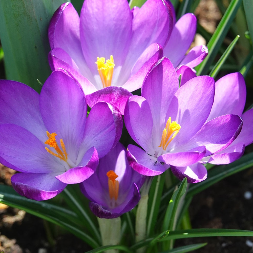 20 Crocus hybride Ruby Giant - Willemse