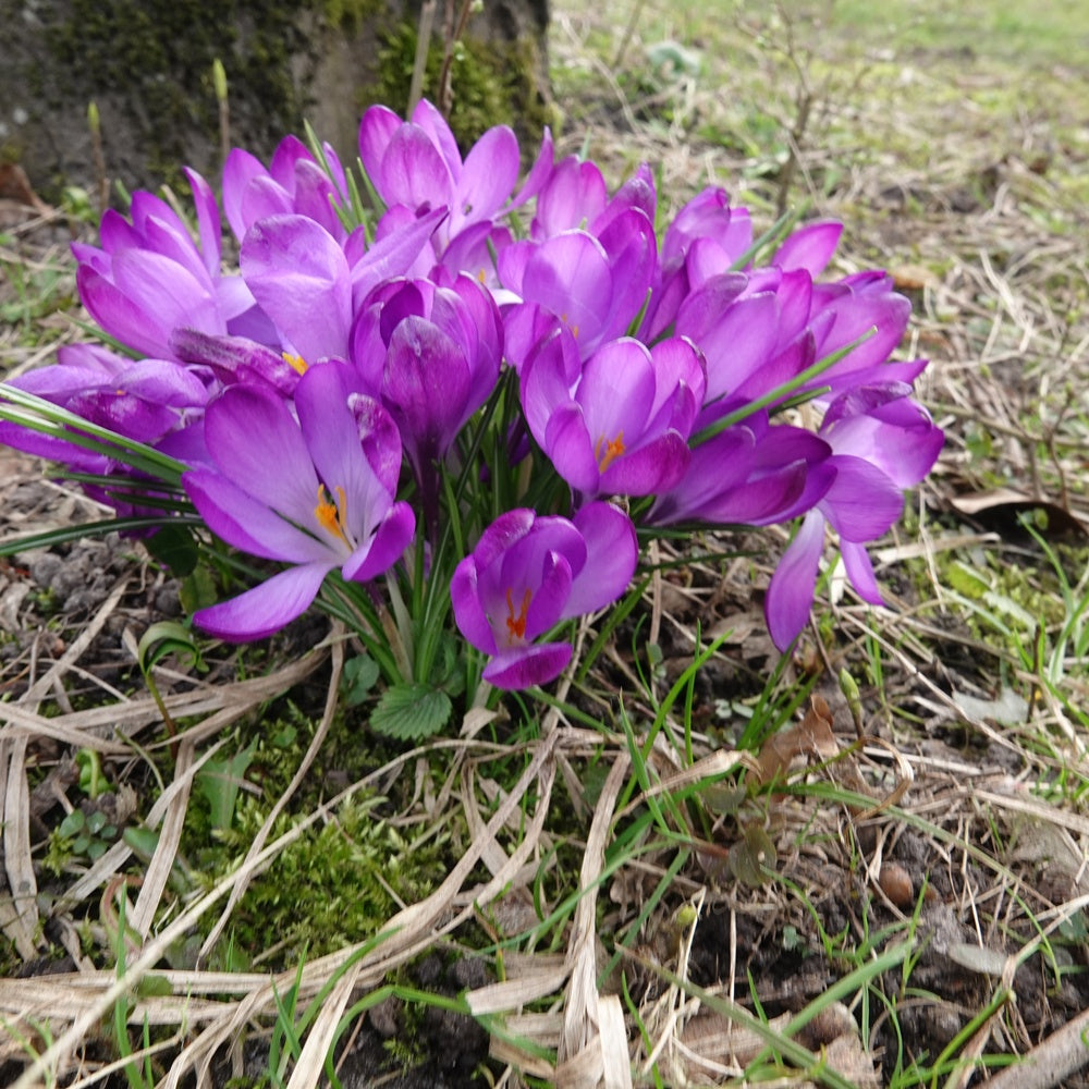 20 Crocus hybride Ruby Giant - Crocus 'ruby giant' - Willemse