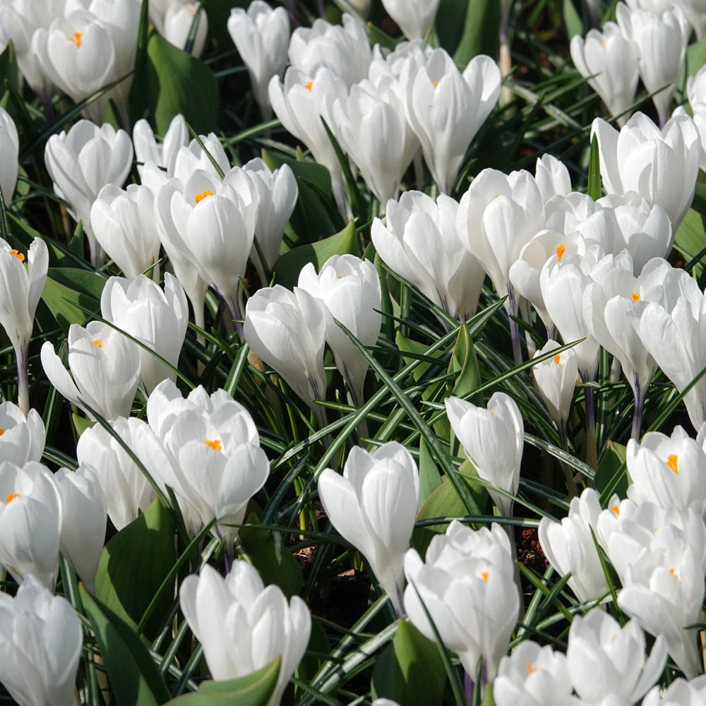 10 Crocus à grandes fleurs Jeanne d'Arc - Crocus 'jeanne d'arc' - Plantes