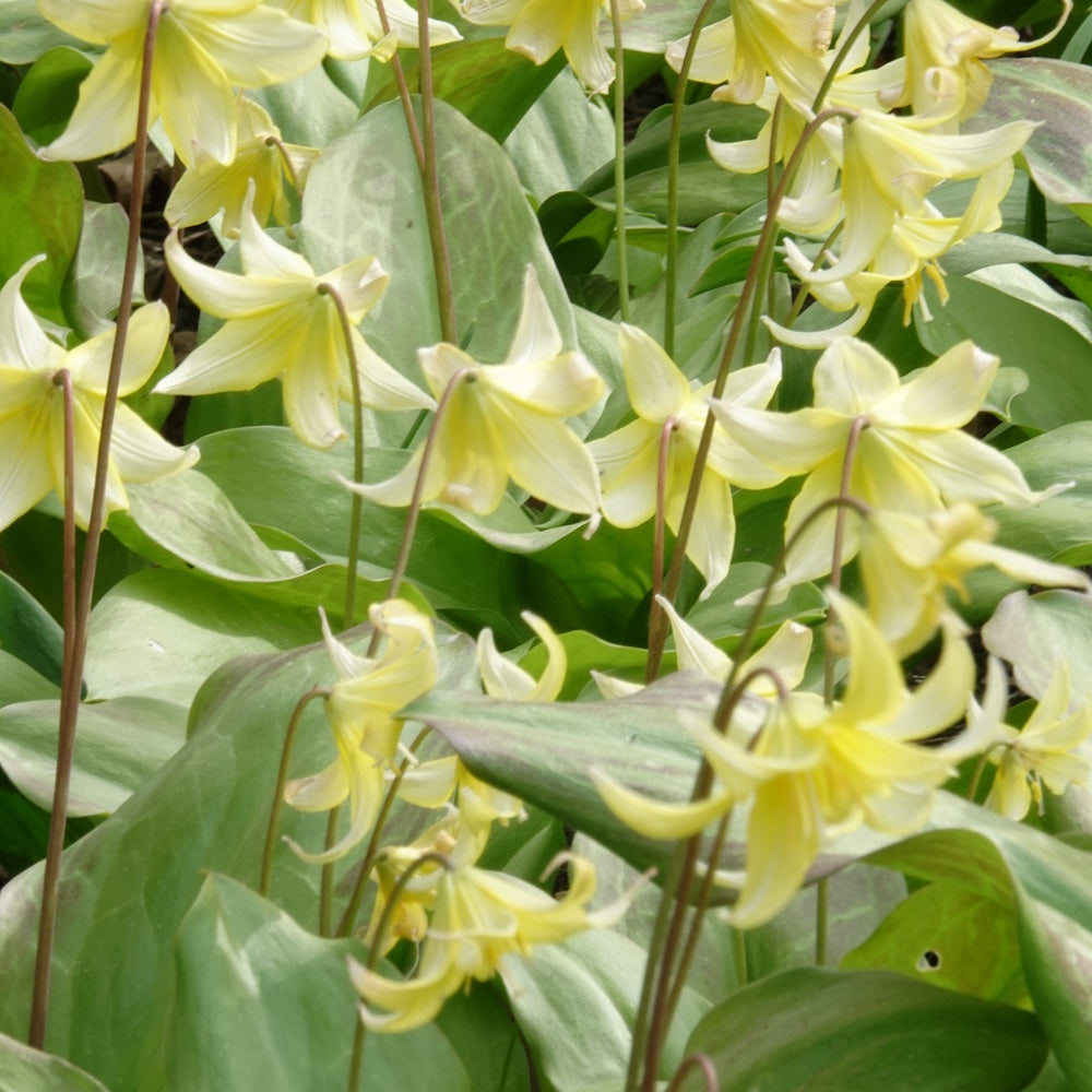 Erythrone Pagoda - Erythronium 'pagoda' - Willemse