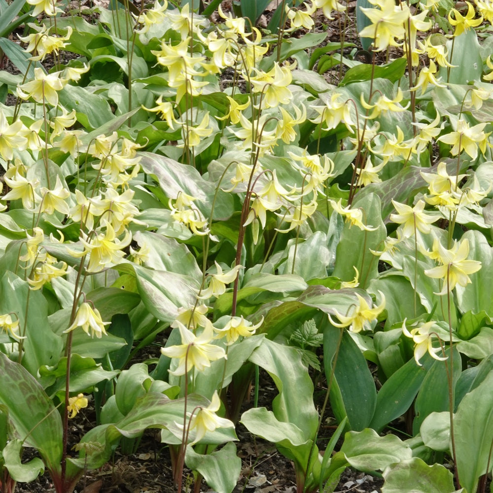 Erythronium 'pagoda' - Erythrone Pagoda - Érythrone