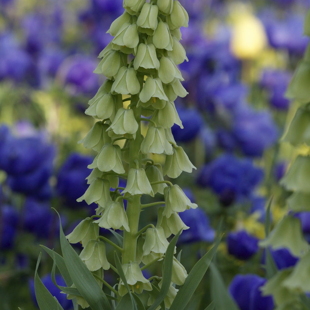 Fritillaire de Perse Ivory Bells - Willemse
