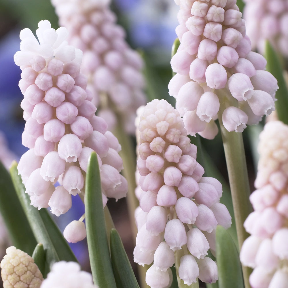 5 Muscaris rose Pink Sunrise - Muscari 'pink sunrise' - Plantes