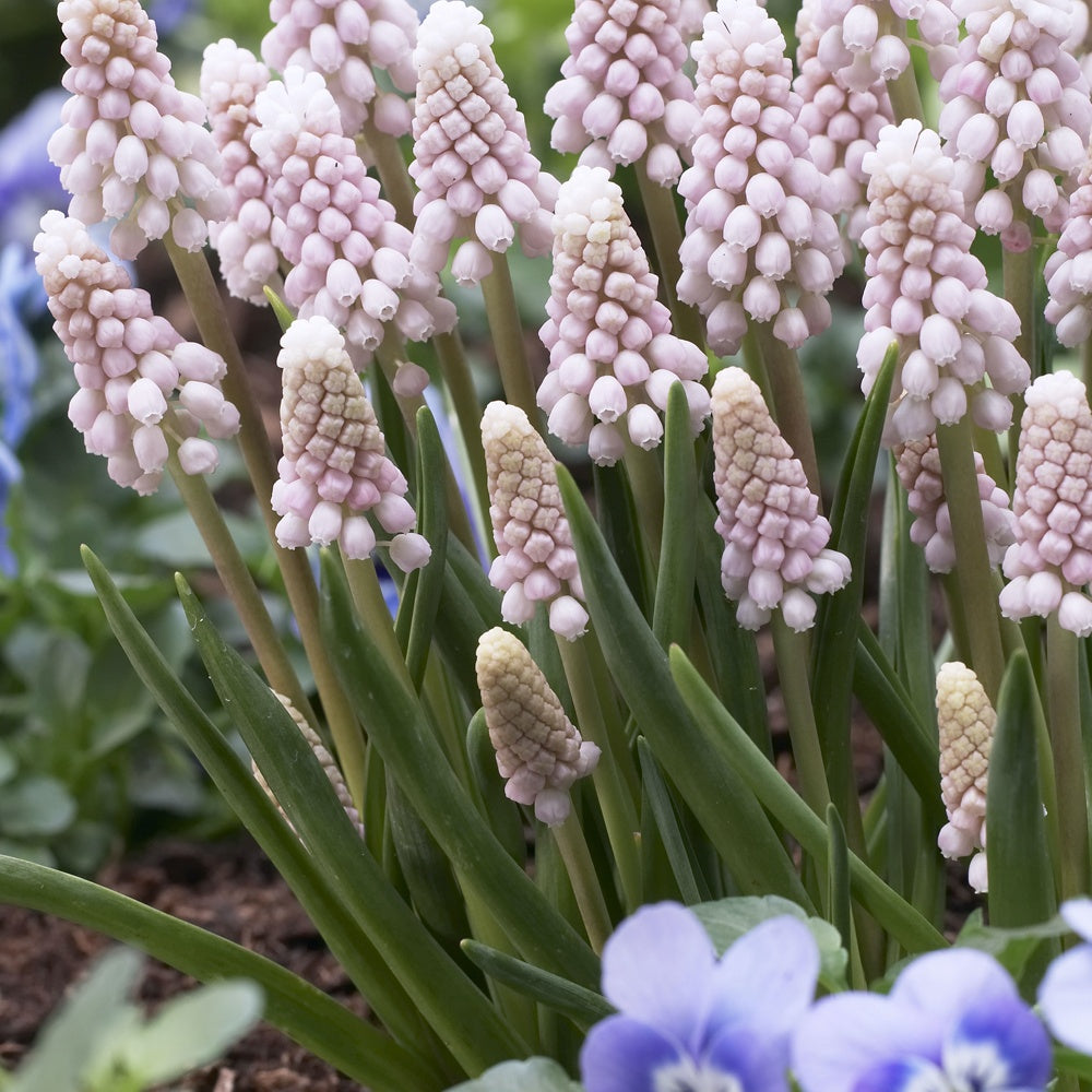 5 Muscaris rose Pink Sunrise - Muscari 'pink sunrise' - Willemse