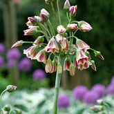 15 Alliums de Bulgarie - Willemse