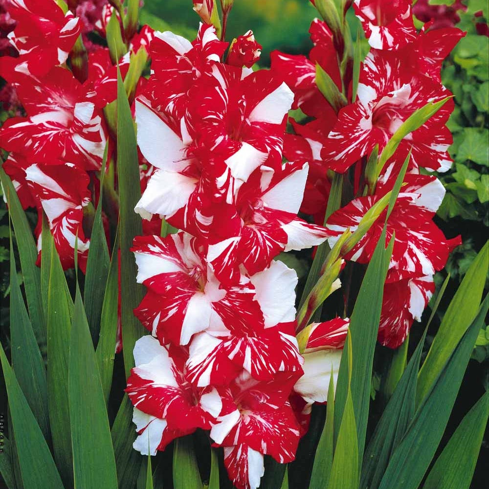 25 Glaïeuls Zizanie - Gladiolus zizanie - Glaïeul