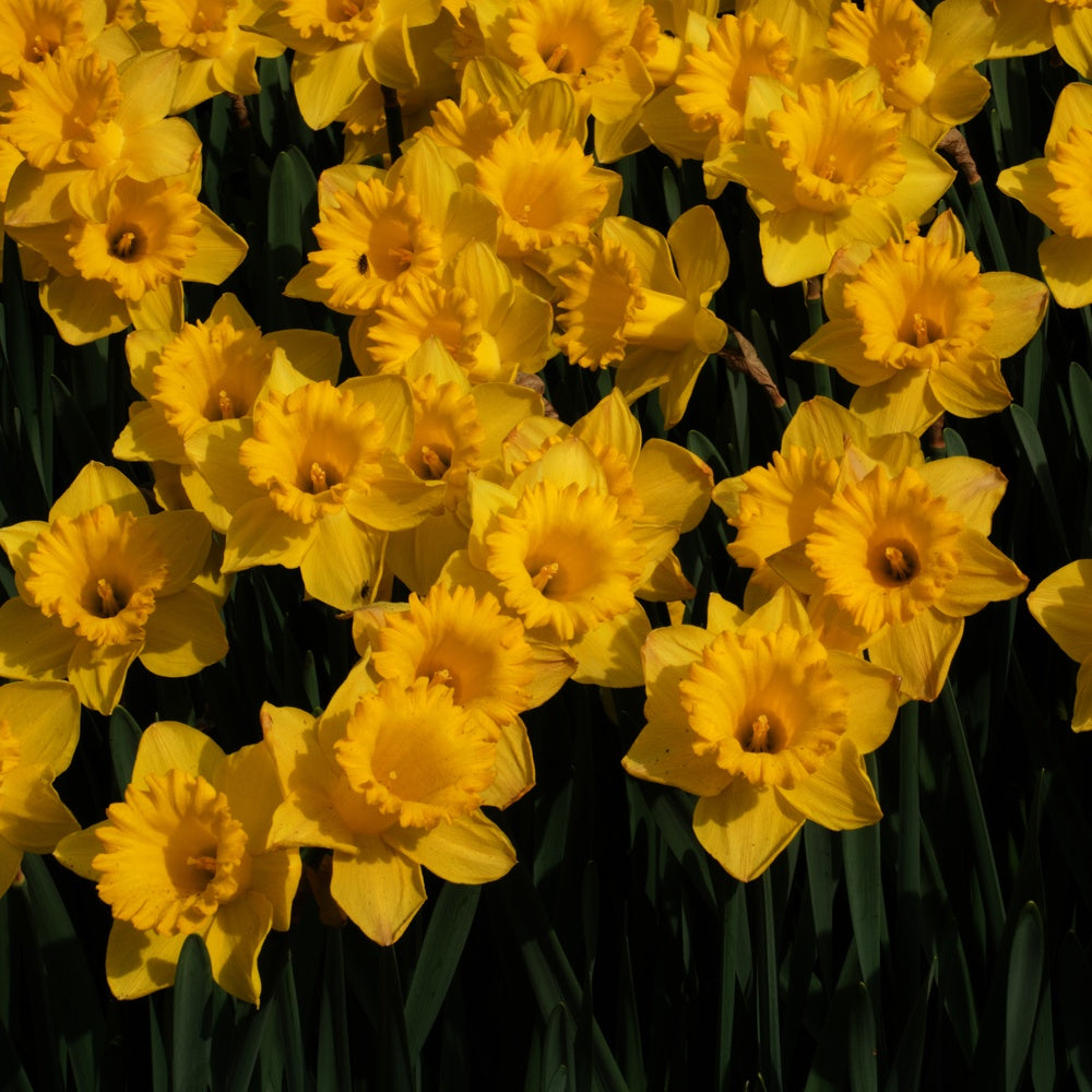 5 Narcisses Dutch Master - Narcissus 'dutch master' - Willemse