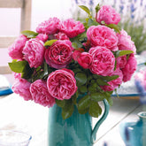 Rosier floribunda Leonardo da Vinci ® Medeauri - Willemse
