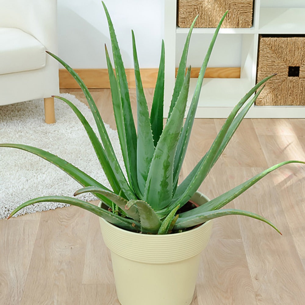 Aloe vera - Aloe vera - Willemse