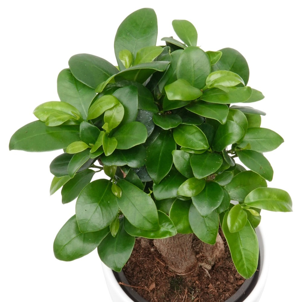 Ficus bonsaï ginseng - Ficus microcarpa ginseng - Willemse