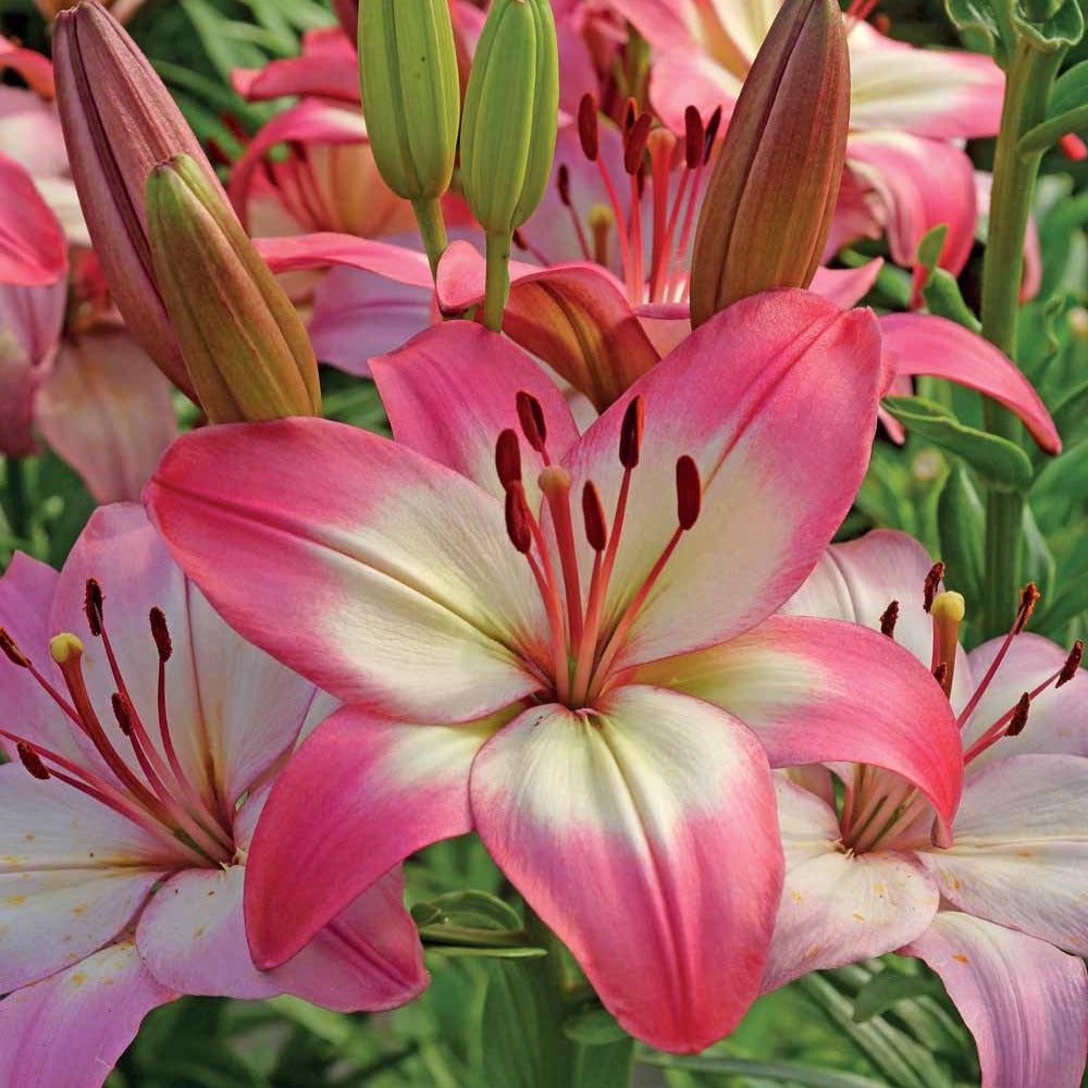 Lis asiatiques Levi - Lilium 'levi' - Lis - Lys