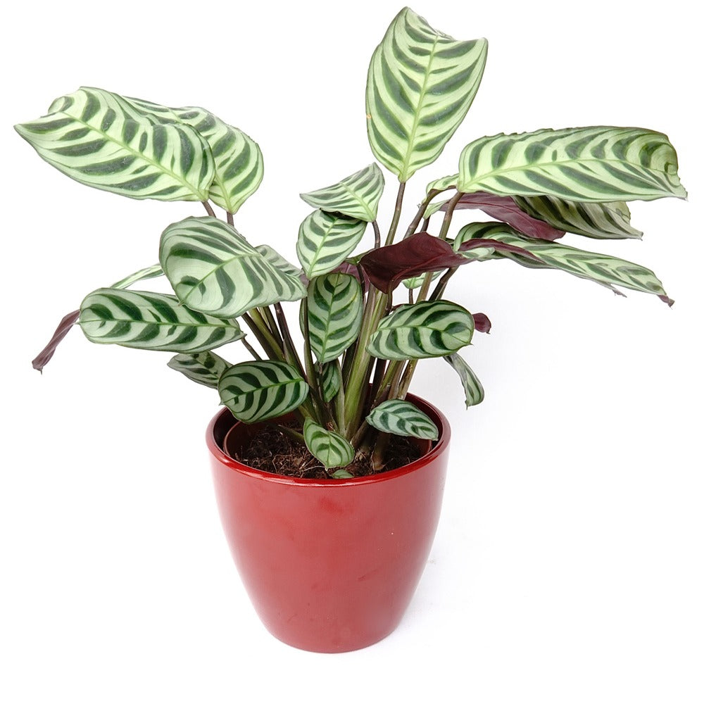 Ctenanthe burle-marxii - Dormeuse - Plantes vertes