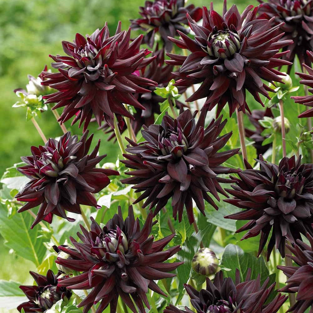 3 Dahlias cactus presque noir Tamburo - Willemse