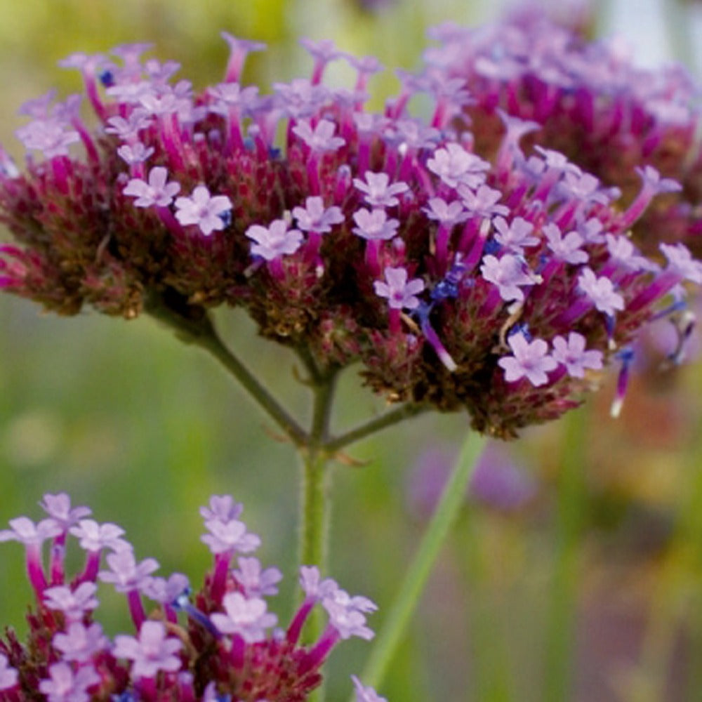 Verveine de Buenos Aires - Verbena bonariensis - Willemse