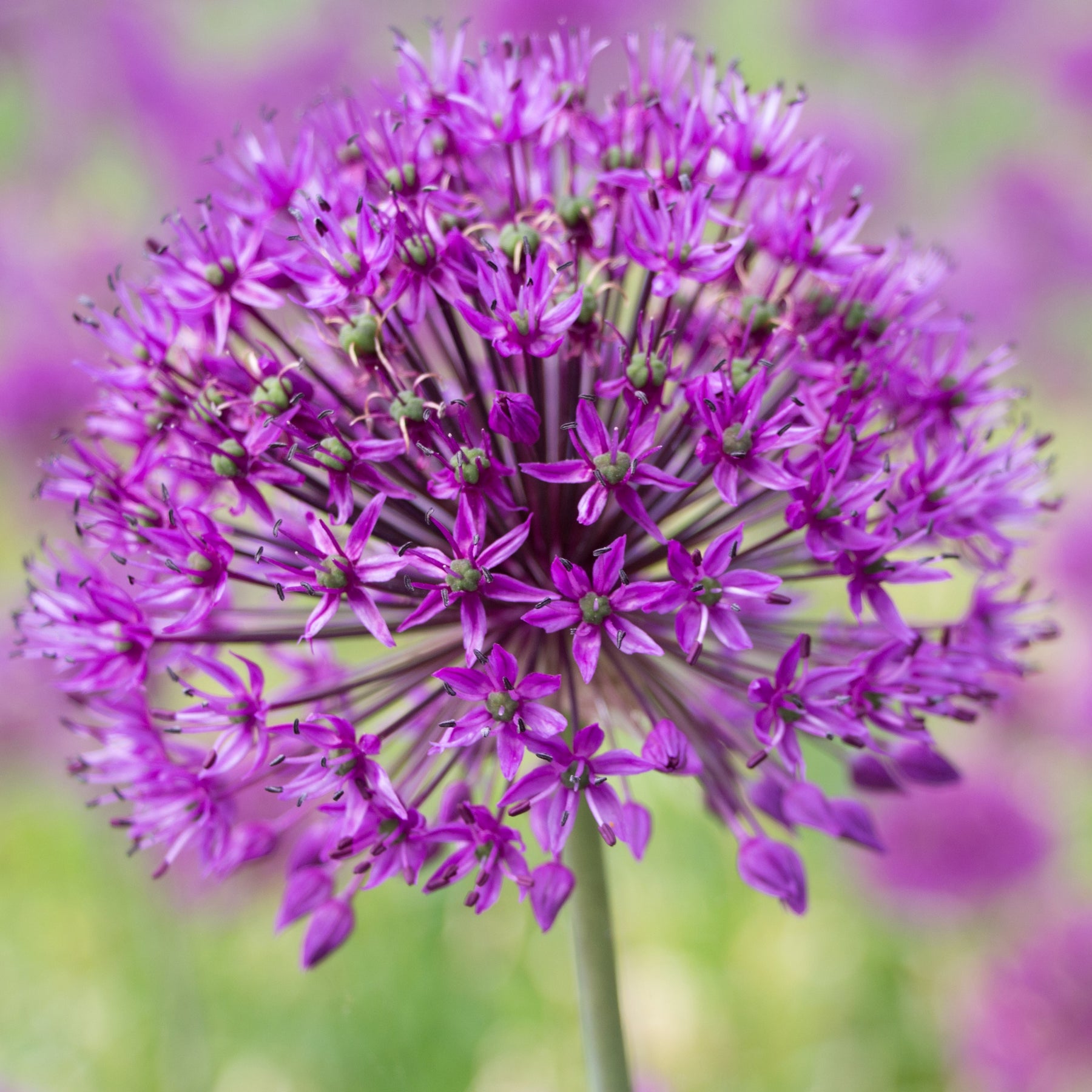 10 Alliums Purple sensation - Allium aflatunense purple sensation - Willemse