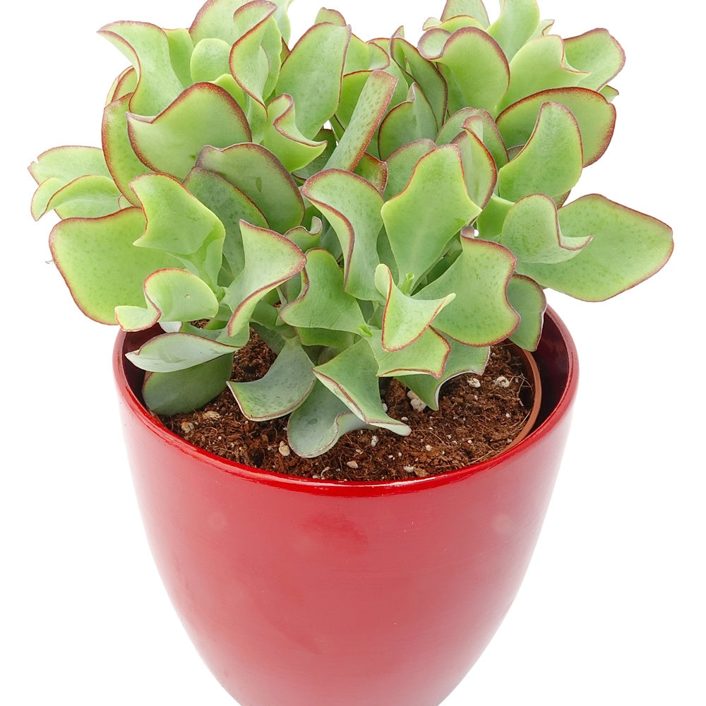 Crassula Arborescens 'Curly Green' - Willemse