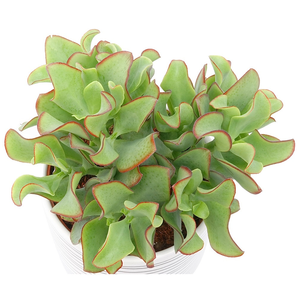 Crassula arborescens Curly Green - Crassula Arborescens 'Curly Green' - Crassula