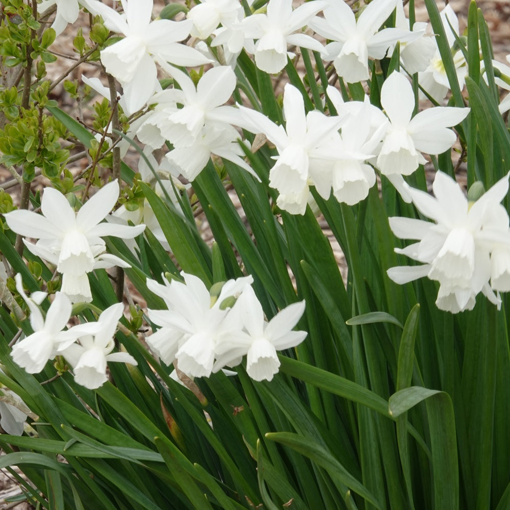 7 Narcisses Thalia - Narcissus 'thalia' - Willemse