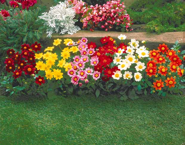 10 Dahlias miniatures Topmix - Dahlia topmix - Bulbes à fleurs
