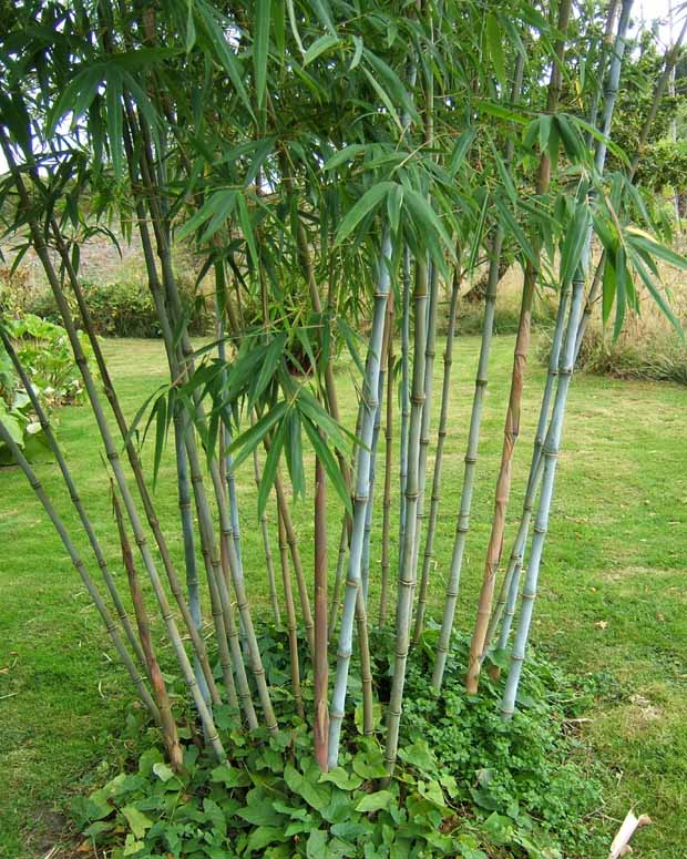 10 Bambous bleus - Haie de 10 m linéaire - Fargesia ‘blue dragon’ - Plantes