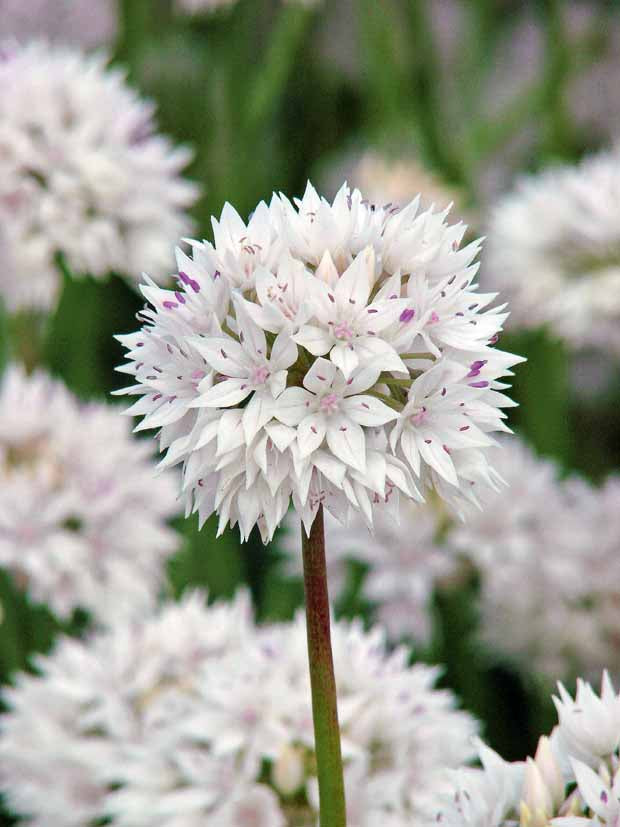 10 Ails gracieux - Allium amplectens - Plantes