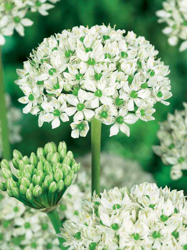 10 Ails d'ornement blancs - Allium nigrum (multibulbosum) - Plantes